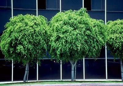Ficus benjamin - origine, cultivare, îngrijire
