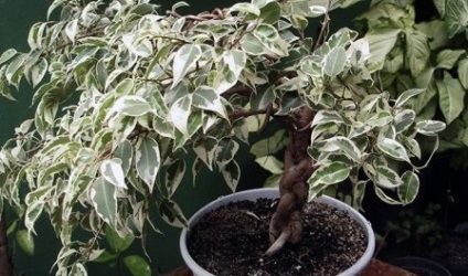 Ficus benjamin îngrijire, îngrășăminte, transplant, reproducere