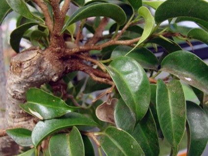 Ficus benjamin îngrijire, îngrășăminte, transplant, reproducere