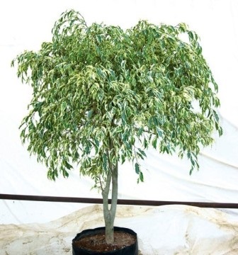 Ficus benjamin îngrijire, îngrășăminte, transplant, reproducere