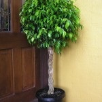 Ficus benjamin îngrijire, îngrășăminte, transplant, reproducere