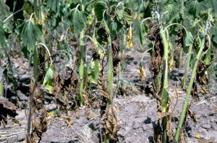 Fusarium увяхване на растенията лечения, идеалното градината и градината