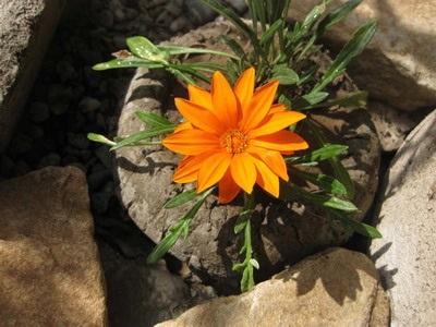 Gatsany plantarea pe termen lung și îngrijirea florilor - enciclopedia de flori