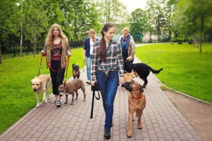 Unde să parcați câini în parcuri din Moscova pentru frații noștri mai mici
