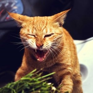 Gingivita la tratamentul pisicilor și prevenirea bolilor