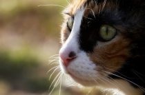 Gingivita la tratamentul pisicilor și prevenirea bolilor