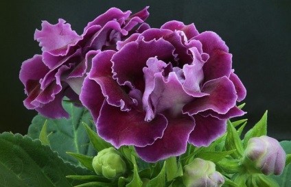 Gloxinia (52 imagini) plantare, îngrijire, reproducere, specii de plante