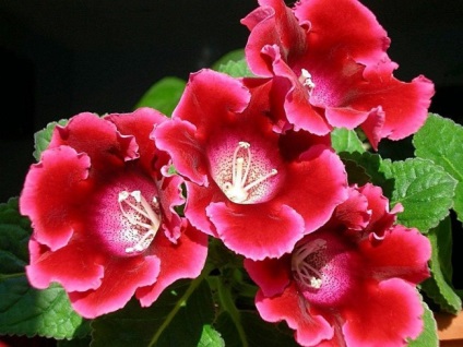 Gloxinia (52 imagini) plantare, îngrijire, reproducere, specii de plante