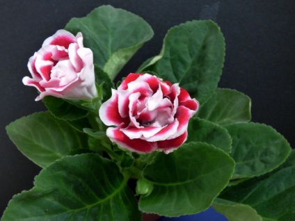 Gloxinia (52 imagini) plantare, îngrijire, reproducere, specii de plante