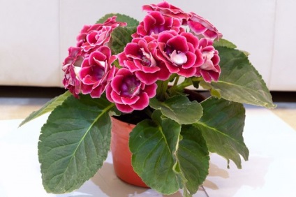 Gloxinia (52 imagini) plantare, îngrijire, reproducere, specii de plante