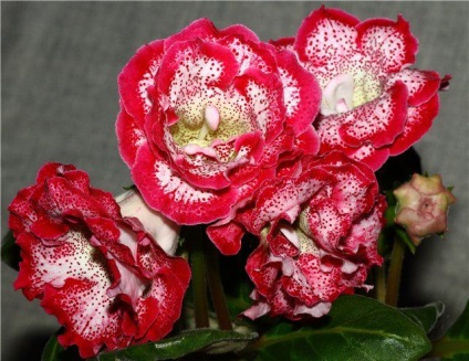 Gloxinia (52 imagini) plantare, îngrijire, reproducere, specii de plante