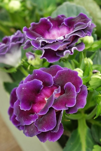 Gloxinia (52 imagini) plantare, îngrijire, reproducere, specii de plante