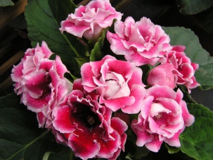 Gloxinia (52 imagini) plantare, îngrijire, reproducere, specii de plante