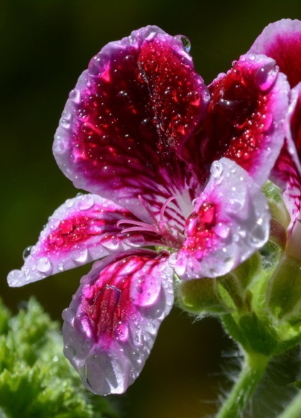 Gloxinia (52 imagini) plantare, îngrijire, reproducere, specii de plante