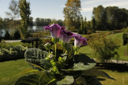 Gloxinia (52 imagini) plantare, îngrijire, reproducere, specii de plante