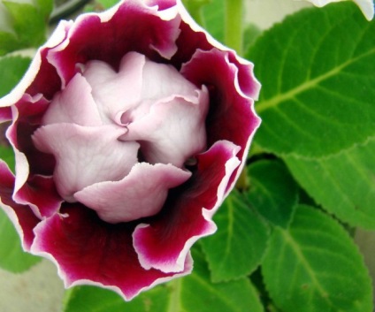 Gloxinia (52 imagini) plantare, îngrijire, reproducere, specii de plante