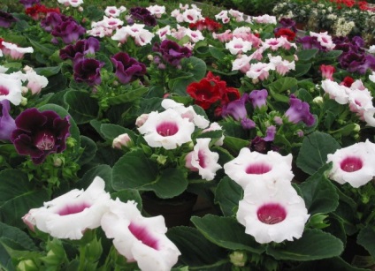 Gloxinia (52 imagini) plantare, îngrijire, reproducere, specii de plante