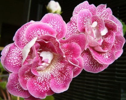 Gloxinia (52 imagini) plantare, îngrijire, reproducere, specii de plante