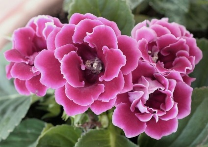 Gloxinia (52 imagini) plantare, îngrijire, reproducere, specii de plante