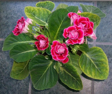 Gloxinia (52 imagini) plantare, îngrijire, reproducere, specii de plante