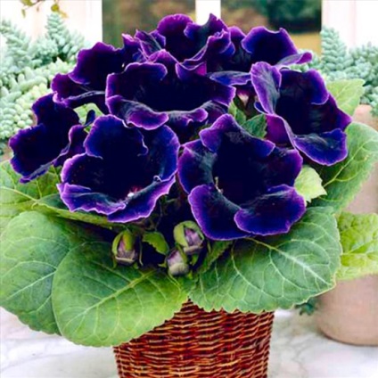 Gloxinia - descriere, reproducere, îngrijire, plantare, fotografie, aplicare în grădină, soiuri și specii