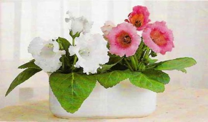 Gloxinia - descriere, reproducere, îngrijire, plantare, fotografie, aplicare în grădină, soiuri și specii