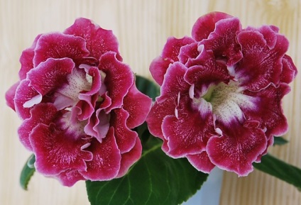 Gloxinia - descriere, reproducere, îngrijire, plantare, fotografie, aplicare în grădină, soiuri și specii