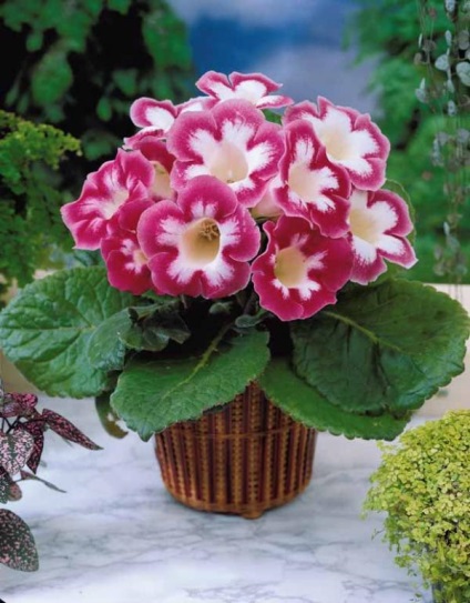 Gloxinia - descriere, reproducere, îngrijire, plantare, fotografie, aplicare în grădină, soiuri și specii