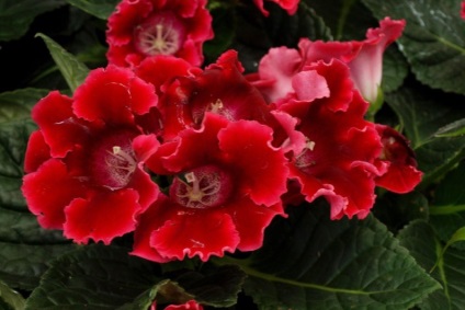 Gloxinia - secretele asistentei medicale, cresterii si reproducerii