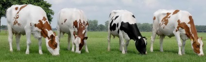 Holstein rasă de vaci de lapte