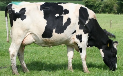 Holstein rasă de vaci de lapte