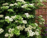 Hydrangea - horticultura paniculata, hortensia arborescenta, hortensia cu frunze mari, hortensia