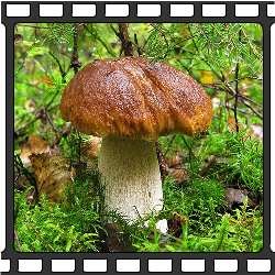 Ciuperci în fotografii