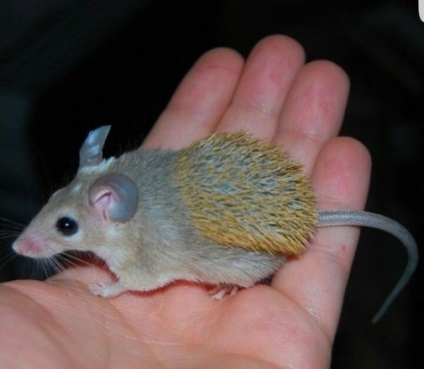 Mouse (akommi) - animale de companie