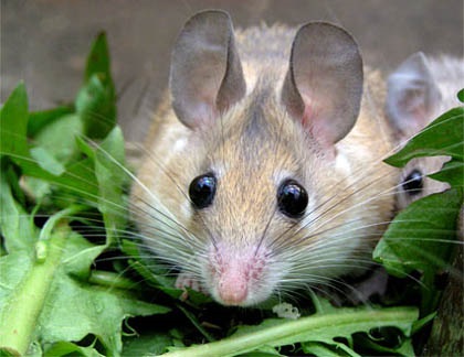 Mouse (akommi) - animale de companie