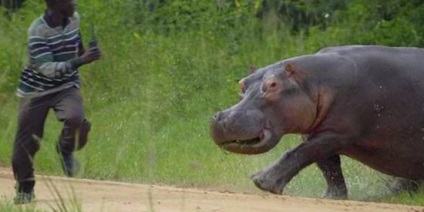 Interesant de viața hipopotamilor