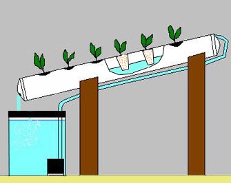 Istoria hidroponiei - hidroponie - etc