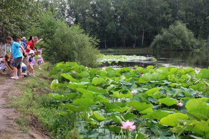 Lotusurile din Ivanovo înfloreau săptămâna trecută