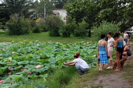 Lotusurile din Ivanovo înfloreau săptămâna trecută