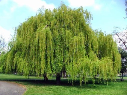 Willow de Babilon sau plâns