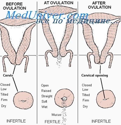 Modificarea secreției mucoasei cervicale