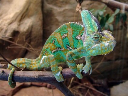 Yemenul chameleon prezintă specii