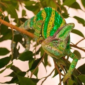 Yemenul chameleon prezintă specii