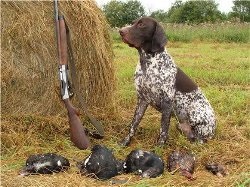 Care câine este mai bun pentru vânătoarea unui iepure
