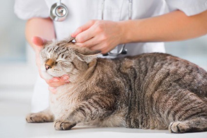 Mivel a nagymama macskát hozott az állatklinikához, és egyáltalán nem volt macska