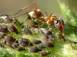 Hogyan kezeljük a levéltetvekkel a szilva, a cseresznye, az alma és más gyümölcsfák könnyű kérdés