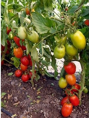 Ce fel de tomate nu se tem de phytophthora, rezistente la phytophthora
