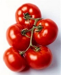 Ce fel de tomate nu se tem de phytophthora, rezistente la phytophthora