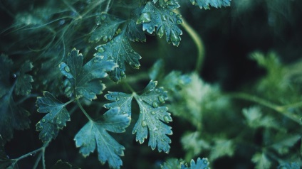 Cum sa scapi de dependenta de alcool cu ​​ajutorul laurii si lovage