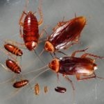 Как да се отървете от хлебарки в апартамент завинаги, отколкото да се отрови вредители, фото и видео преглед на фолк и